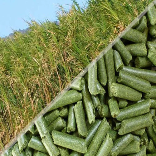Pelletizing Napier Grass